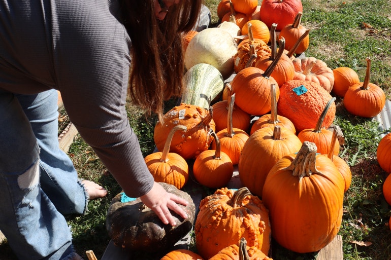 Woman bends down next to pile of pumpkins.