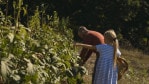 Man cuts okra from the plant while daughter stands behind him holding a basket.