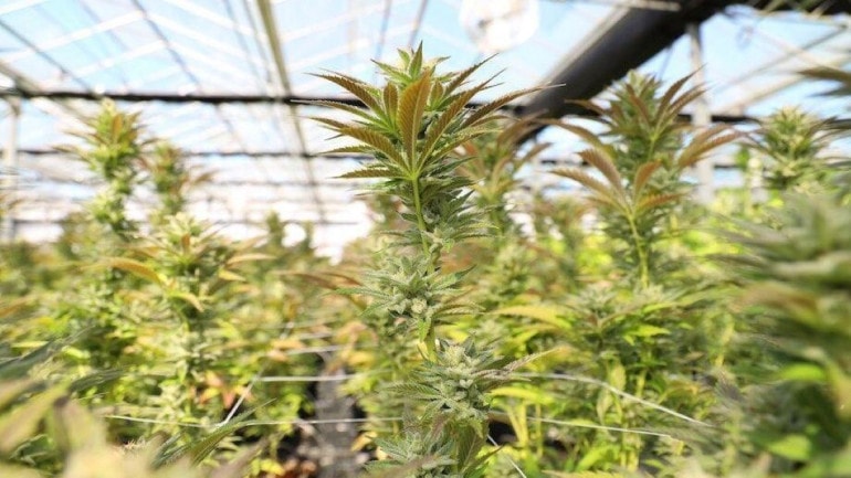 Marijuana in a growing facility.