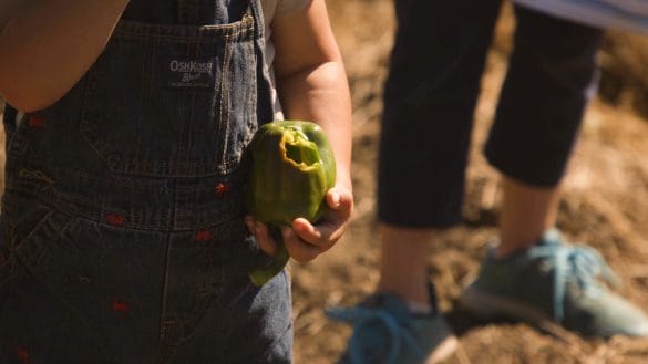 Young boy in overalls holds a green pepper with a bite taken out of it.