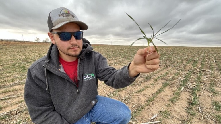 Southwest Kansas farmer Alex Millershaski holds up one of his wheat seedlings. With very little moisture in the soil, these tiny plants desperately need precipitation over the next few months to make it to harvest.