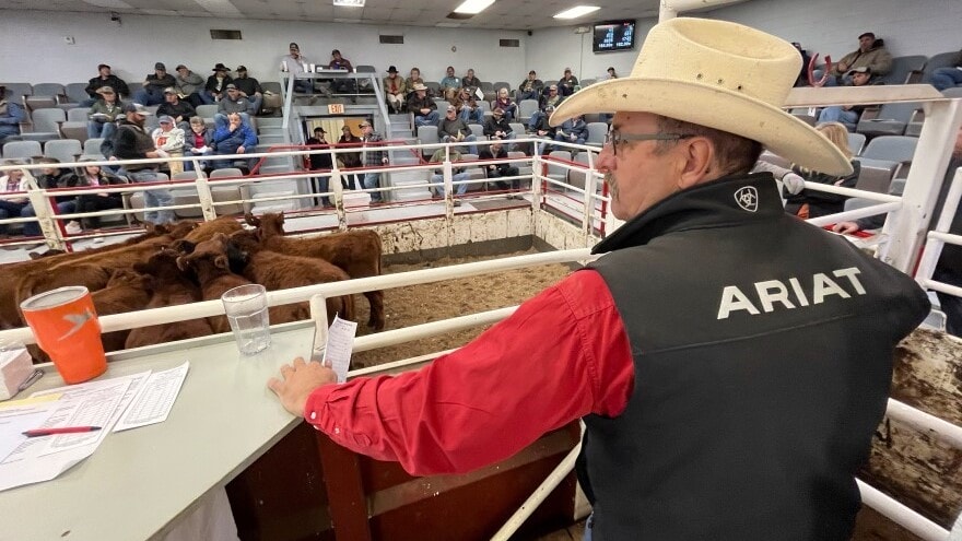 La Crosse Livestock Market owner Frank Seidel watches as cattle are auctioned off during a recent sale.