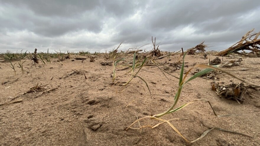 Baby wheat plants struggle to survive as they get pelted with harsh winds carrying dry, sandy soil.