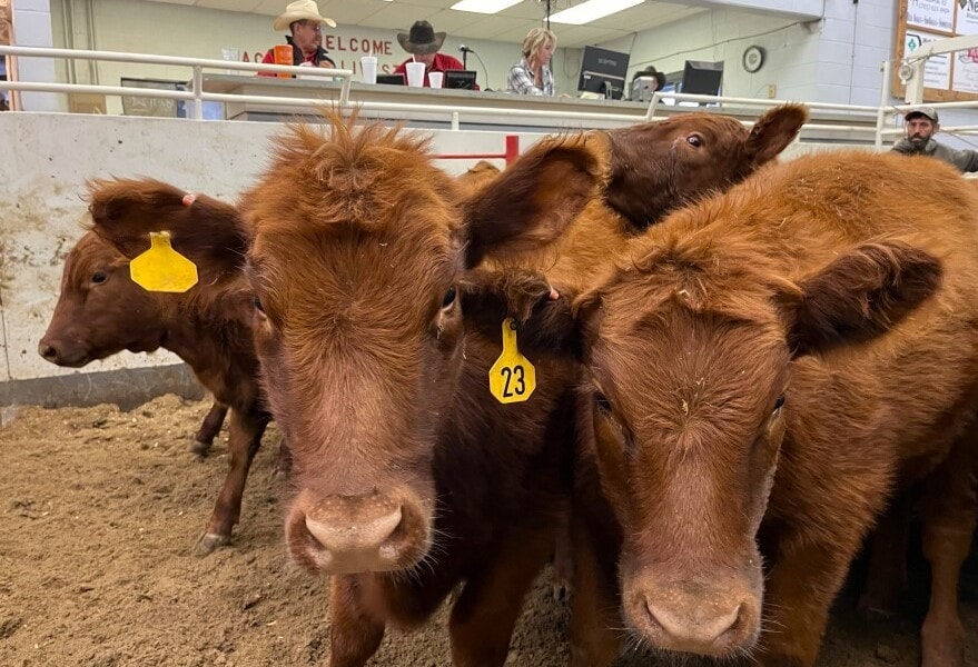 A group of cattle pass through the auction ring at La Crosse Livestock Market. With so many ranchers thinning their herds ahead of schedule, the beef industry faces a shortage in the coming years.