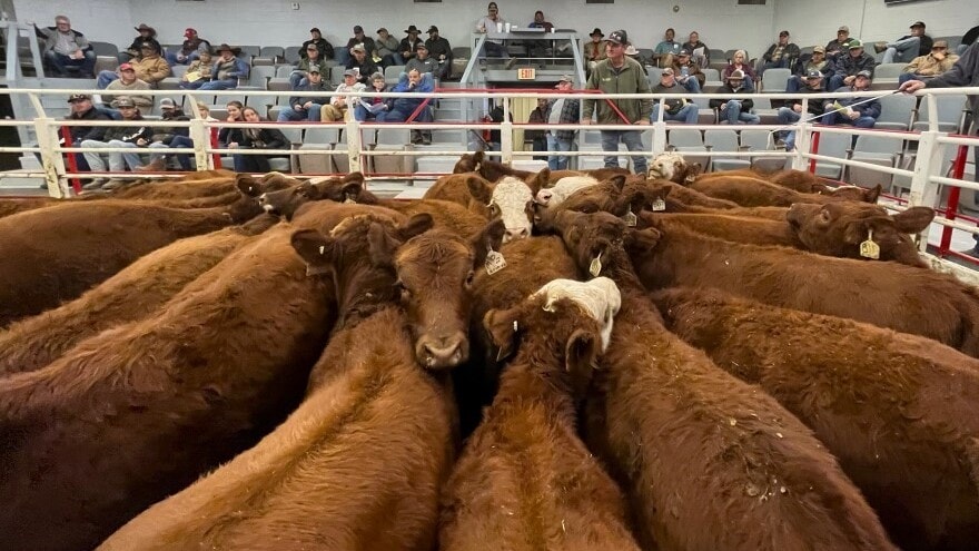 Cattle gather at a livestock auction in La Crosse, Kansas, to be sold during a recent auction. This livestock market has sold roughly 12,000 more cattle this year than last year because ranchers don't have enough feed to keep them.