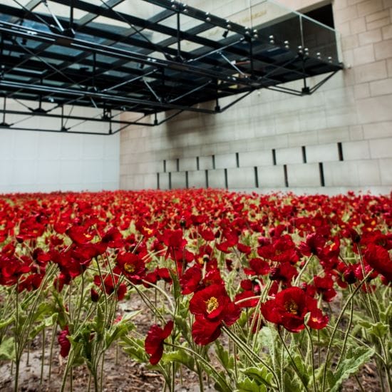 Silk poppy blossoms at the National WWI Museum and Memorial.