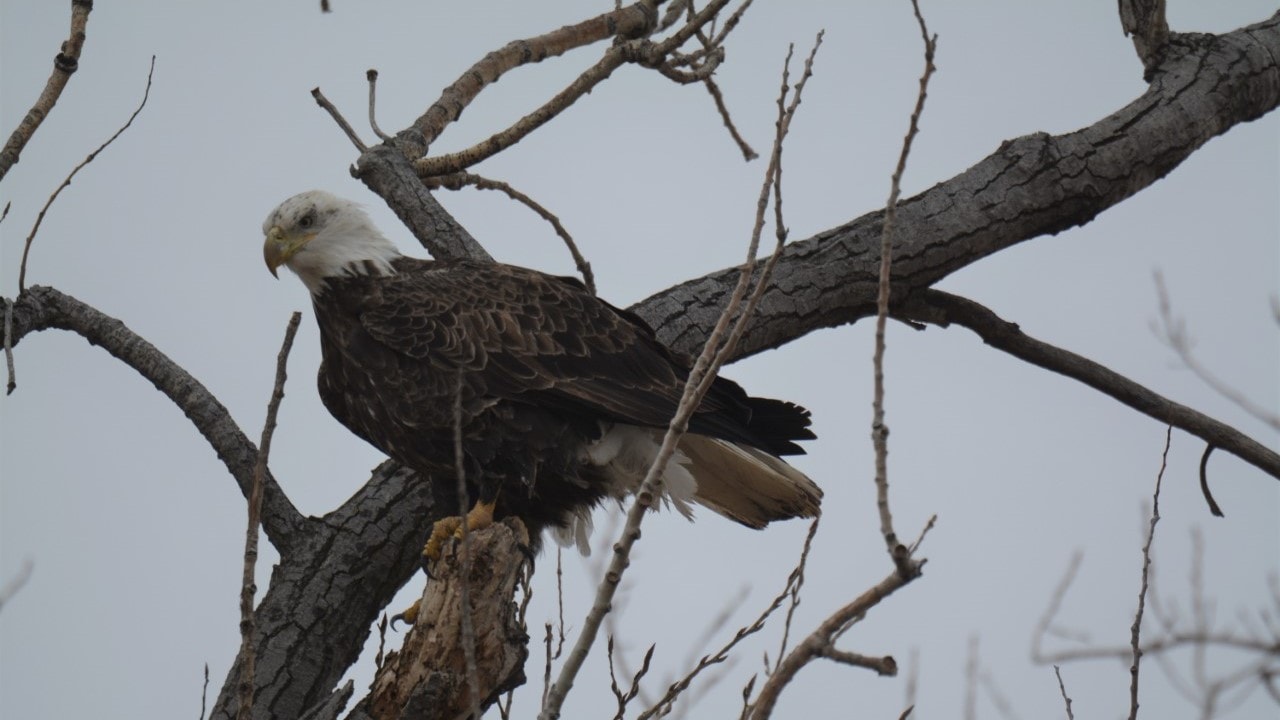 Once Endangered, Bald Eagles Flock to Missouri in December