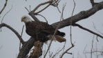 A bald eagle perched in a tree at Loess Bluffs National Wildlife Refuge on a gray December day.