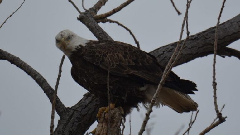 A bald eagle staring at a passerby.