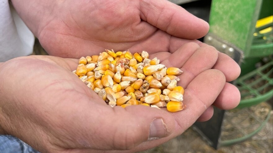Brian Bauck holds a handful of corn kernels he harvested from his farm in Wichita County.