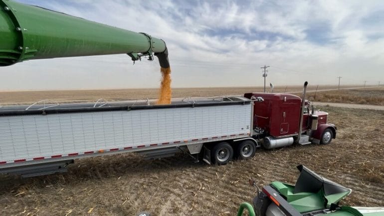 Brian Bauck transfers freshly harvested corn into a truck on his farm in Wichita County, where irrigation cuts aim to reduce water use by 25%.