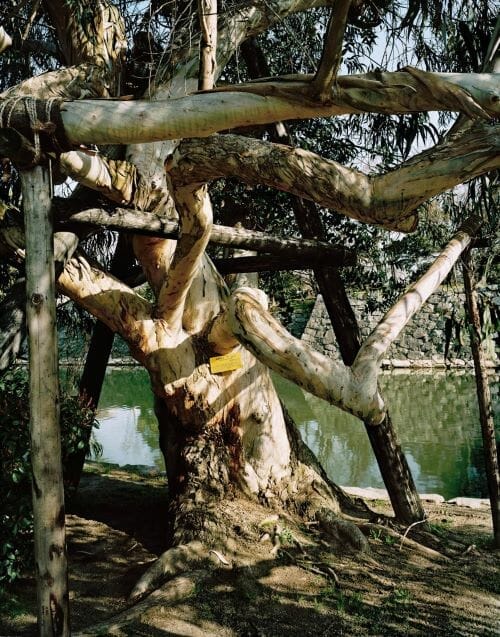 A eucalyptus tree in Hiroshima.