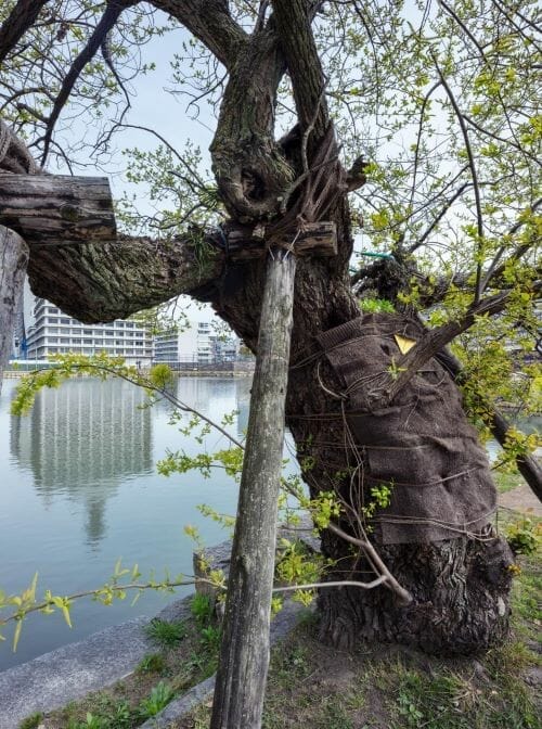 A pussy willow tree in Hiroshima.