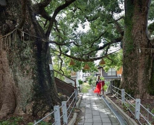 Twin camphor trees in Nagasaki.