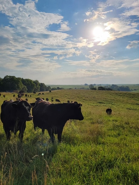 several cows stand in a green and brown field. There are trees in the distance and the pastureland has varying plants, not just grass.