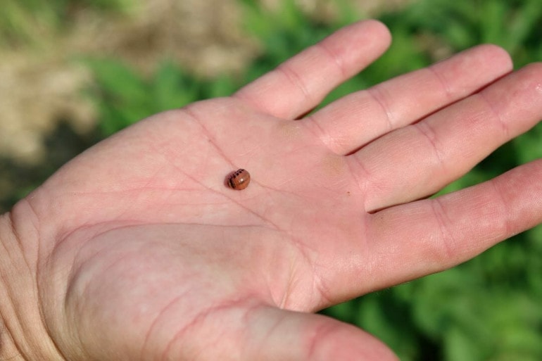 An open hand with a small red and black beetle in the middle. The background is out of focus green crops.