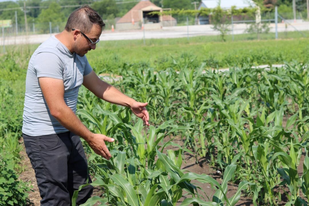 A man in a gray t-shirt and black pants holds his arms outstretched over knee-high stalks of corn.