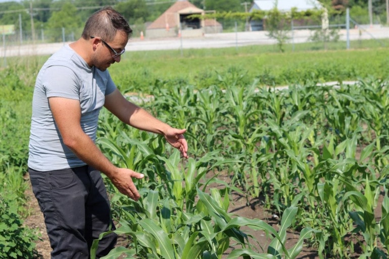 A man in a gray t-shirt and black pants holds his arms outstretched over knee-high stalks of corn.