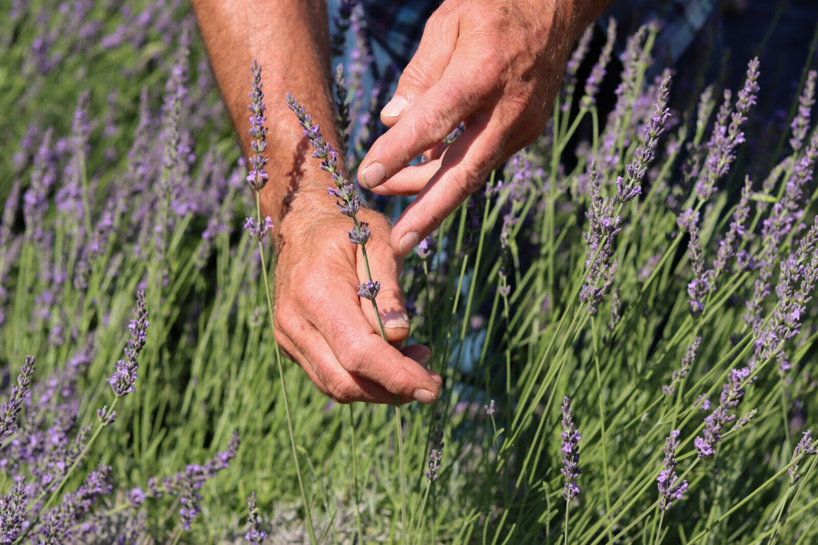 a pair of hands holds a stalk of lavender and gestures to the buds which are just beginning to open up.