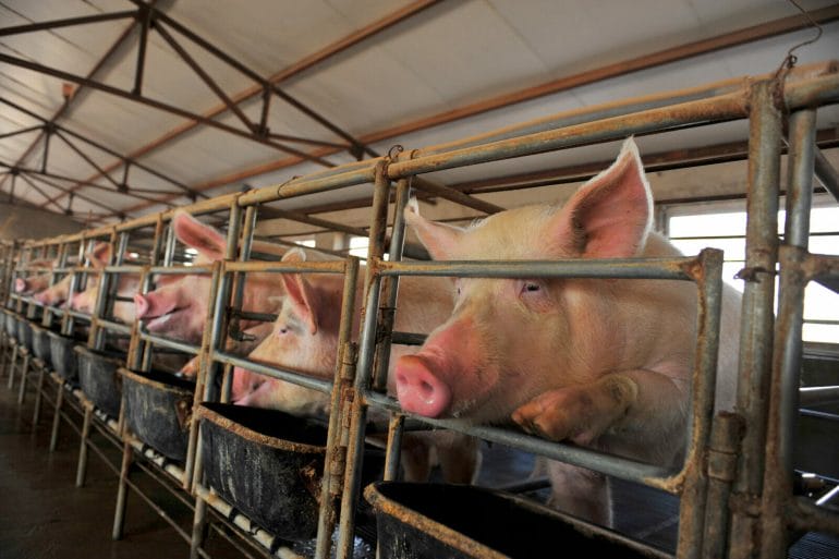A row of hogs separated in metal pens. The closest one sticks his nose and foot out of the gate. 