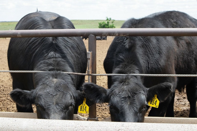 Two black cows stick their heads under a fence to eat out of a trough.