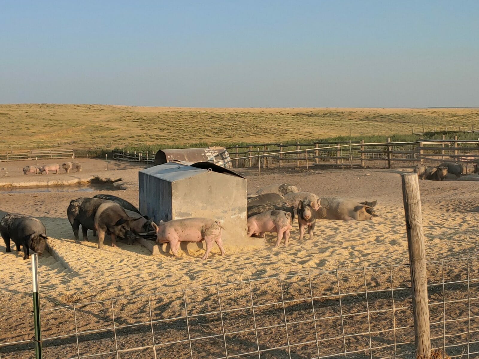 A group of pigs cluster around a feed trough in an large outdoor enclosure.