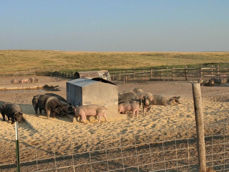 A group of pigs cluster around a feed trough in an large outdoor enclosure.