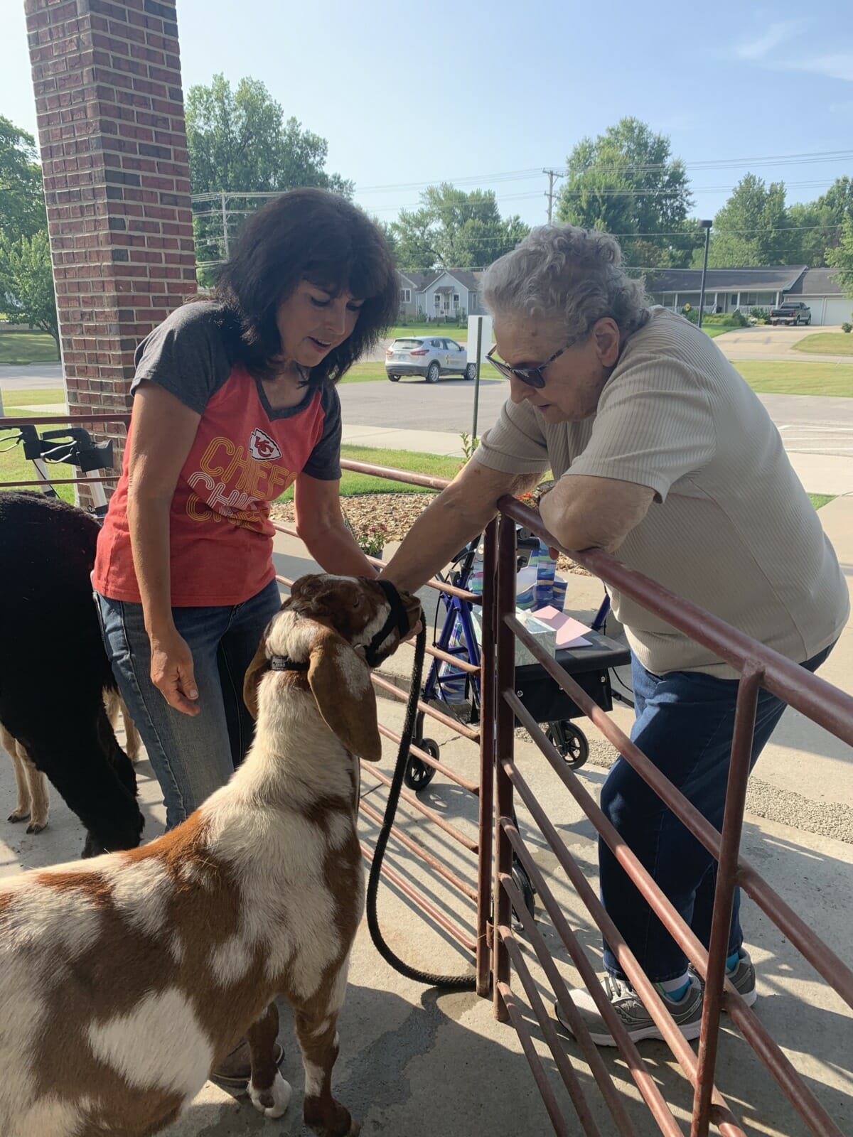 An older woman leans over a metal fence to pet a goat. The exhibit is set up in a parking lot.
