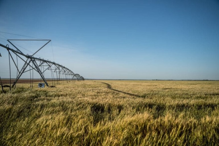 An irrigated wheat field.