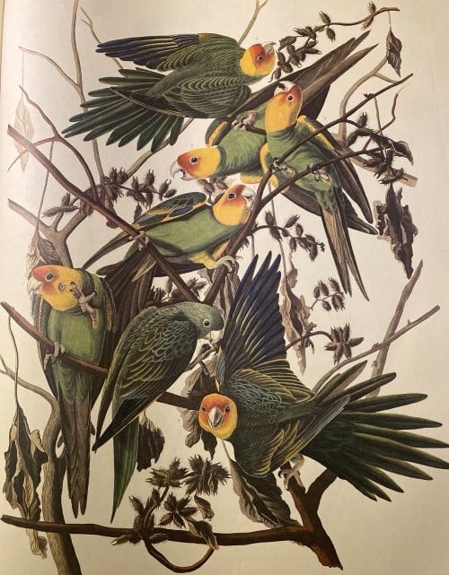 A limited edition of John James Audubon’s seminal 1828 work, “Birds of America,” which is regarded as a revolutionary work of wildlife illustration.