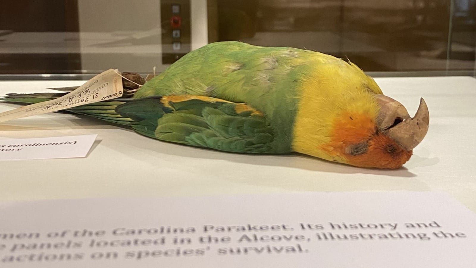 Above is a taxidermied specimen of the extinct Carolina Parrot. It is on loan from the Chicago Field Museum collections.