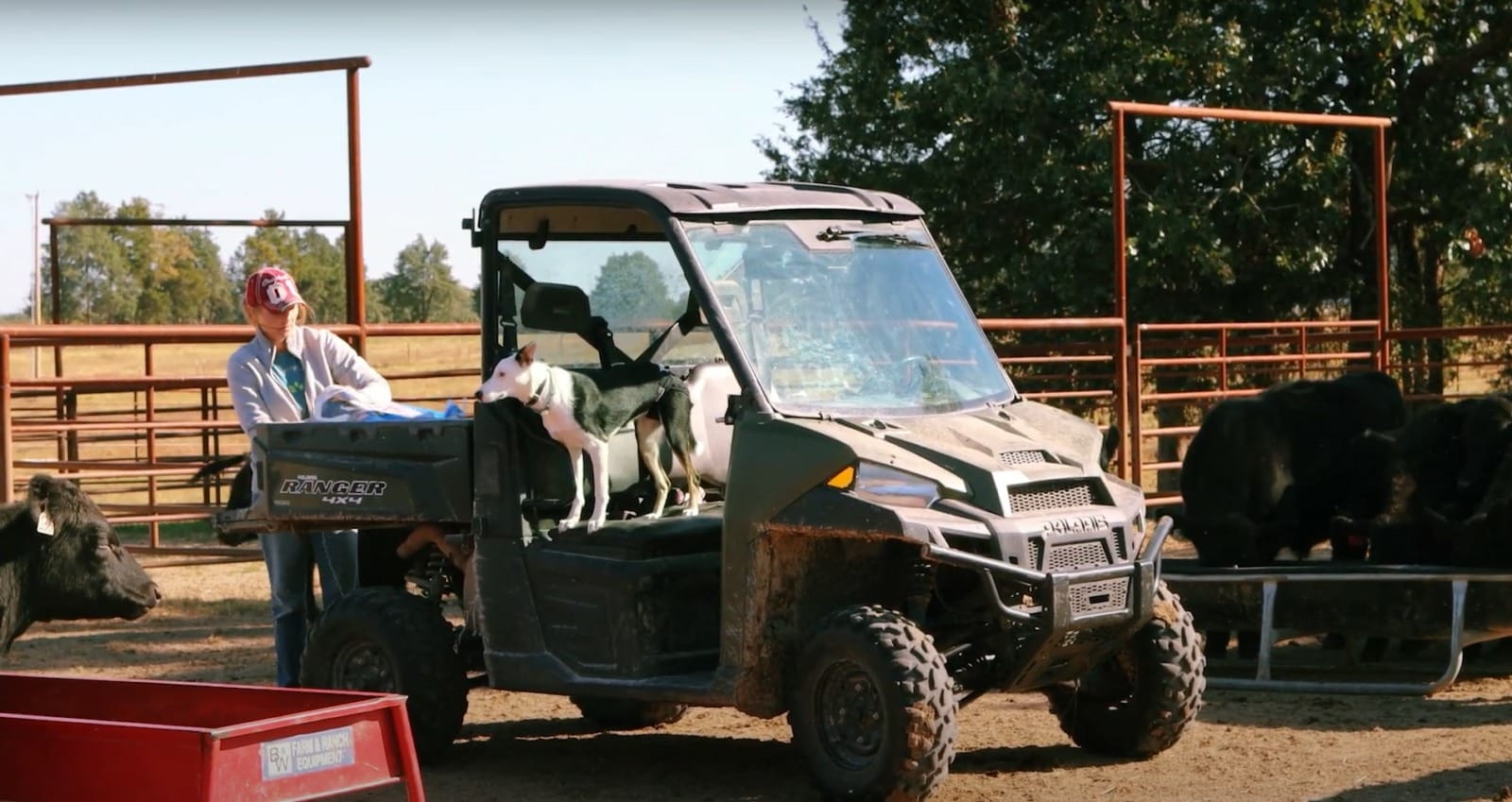A woman handles a blue bag of feed in the back of a utility vehicle. A black and white dog stands on the seat of the vehicle and around them are cows. 