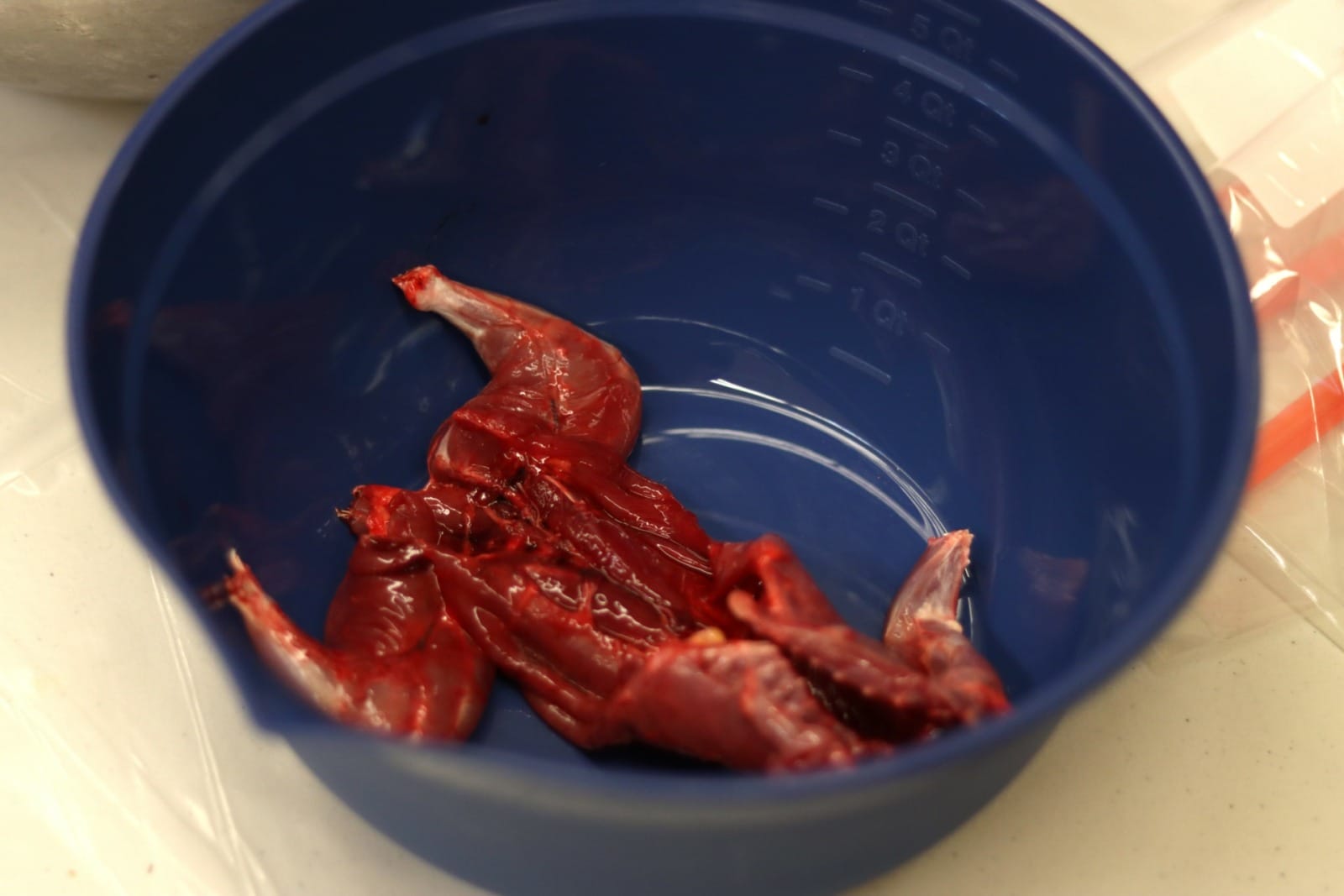 A skinned and butterflied squirrel lays in a bowl. The meat is fairly dark and bloody.