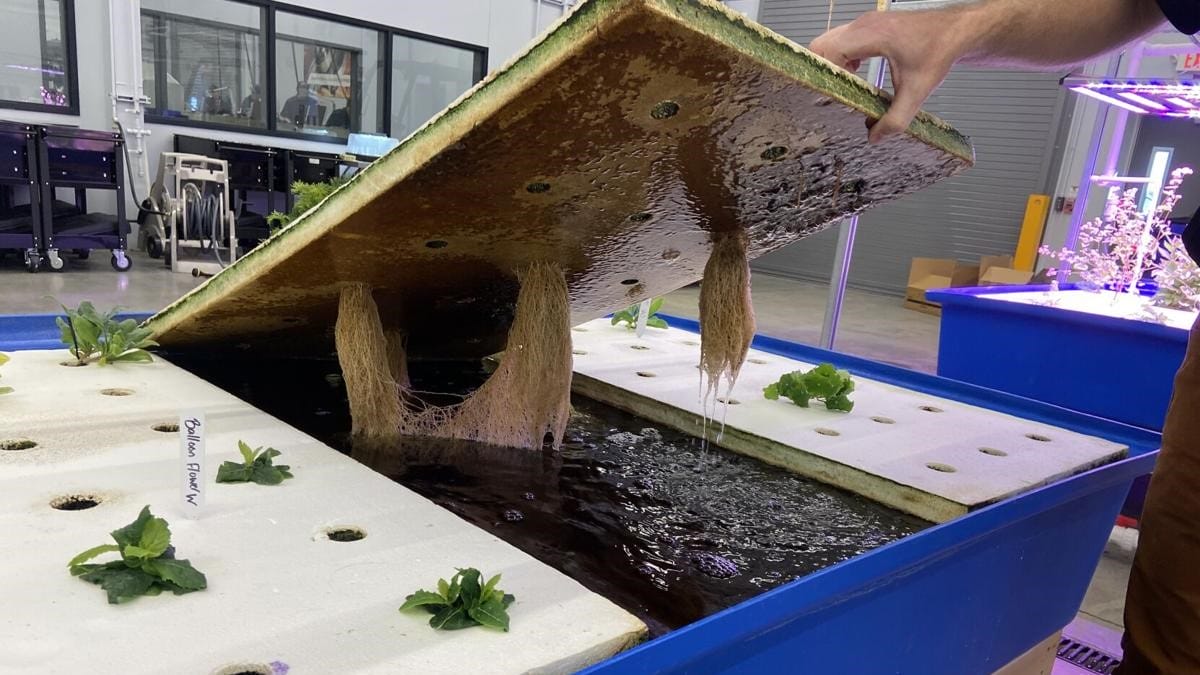 The classroom at Ranken uses aquaponics, a combination of aquaculture — growing fish indoors — and hydroponics —growing plants in water.