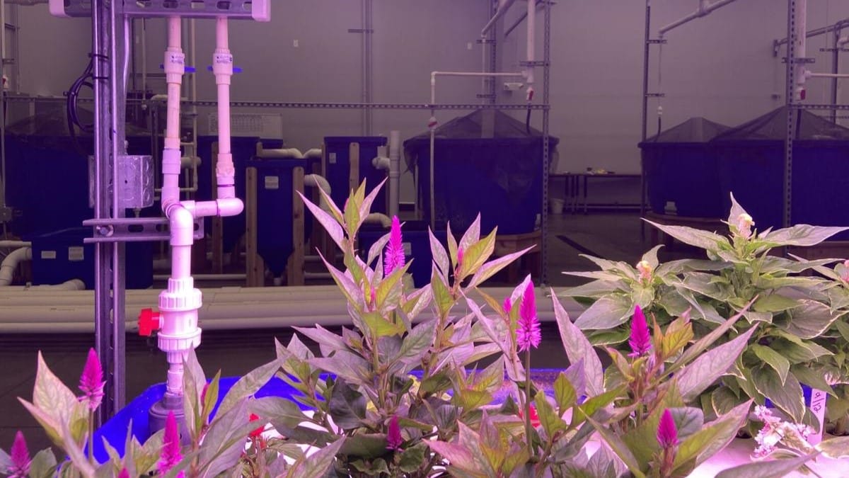 Expensive energy costs could be a challenge for indoor farming.