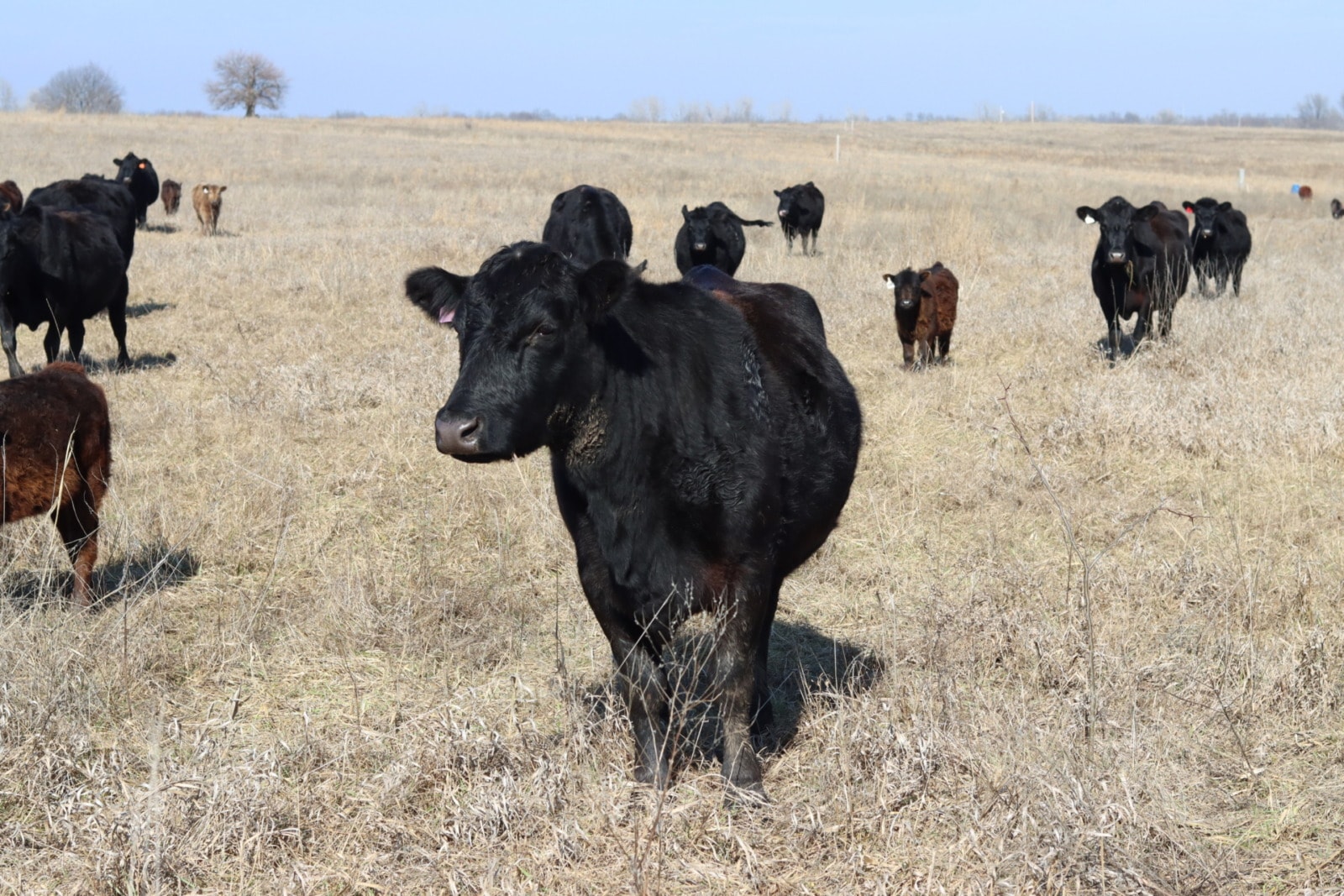 A field of cows.