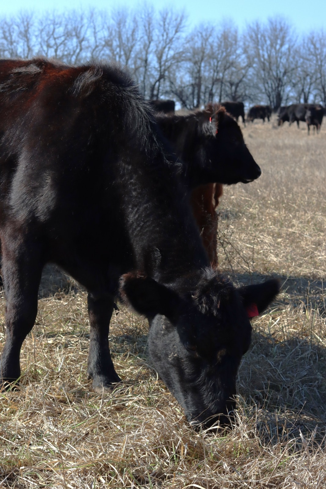 A black cow eats from a brown field. Behind her are other black and brown cows.