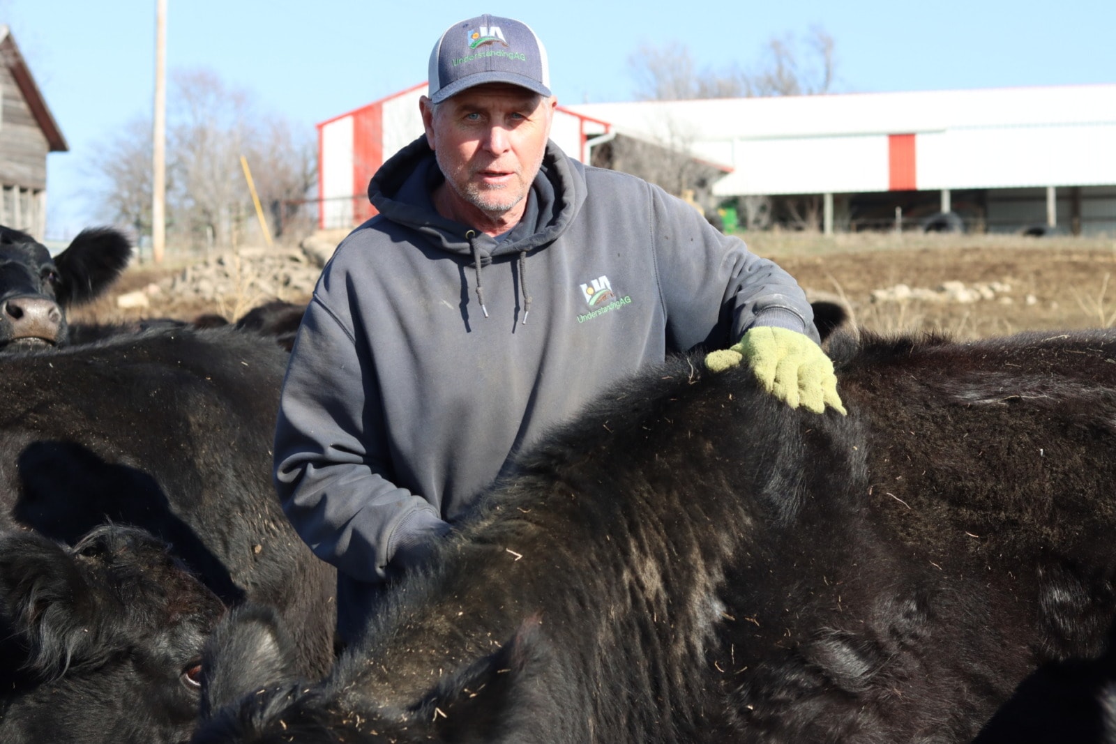 A man in a gray hoodie and green gloves stands alongside several grass-fed black cows as he rubs their backs.