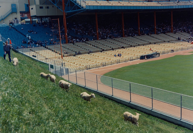 Sheep grazing at Municipal Stadium in Kansas City.