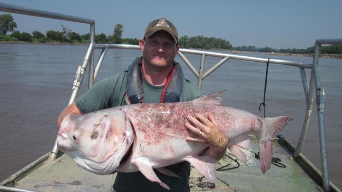 Kasey Whiteman of the Missouri Department of Conservation holds proof that invasive silver carp can grow to large sizes. This one weighed close to 60 pounds.