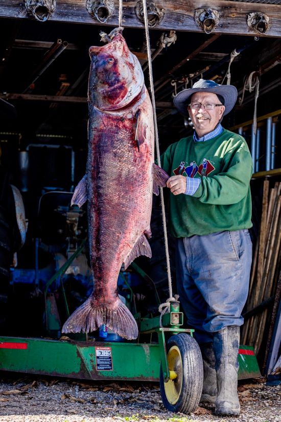 George Chance caught a 97-pound bighead carp in March in a slough off the Mississippi River. The fish, an invasive species, is a potential world record.