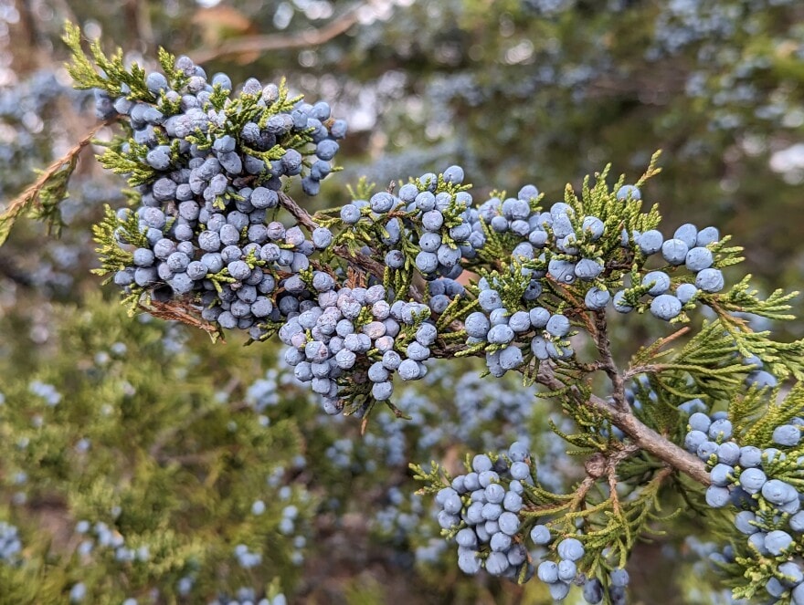 An eastern red cedar produces its berry-like cones last fall on the outskirts of Lawrence, where the species is spreading rapidly in under-maintained areas.