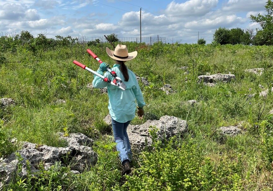 Killing shrubs and trees to protect rangeland is a family affair for the Mushrushes, as 12-year-old Bella carries a pair of loppers on her way to tackle woody plants.