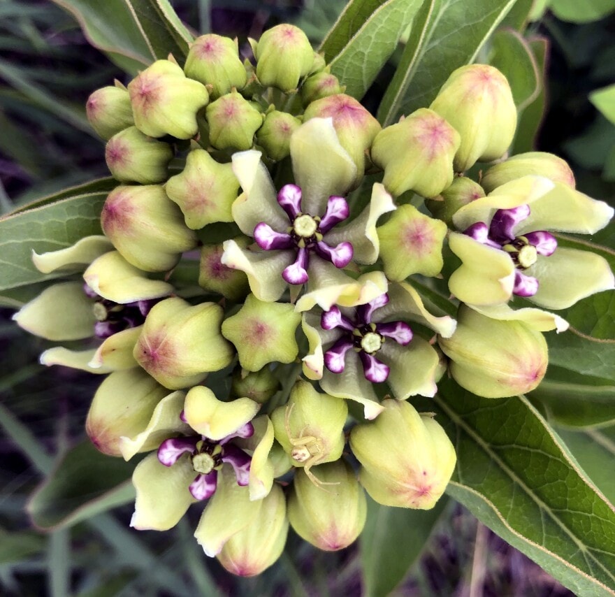 A green milkweed blooms.