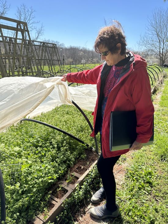 Farm steward Linda Hezel pulls back the curtain on a raised bed of cultivated wild greens used in her popular restaurant salad mix.