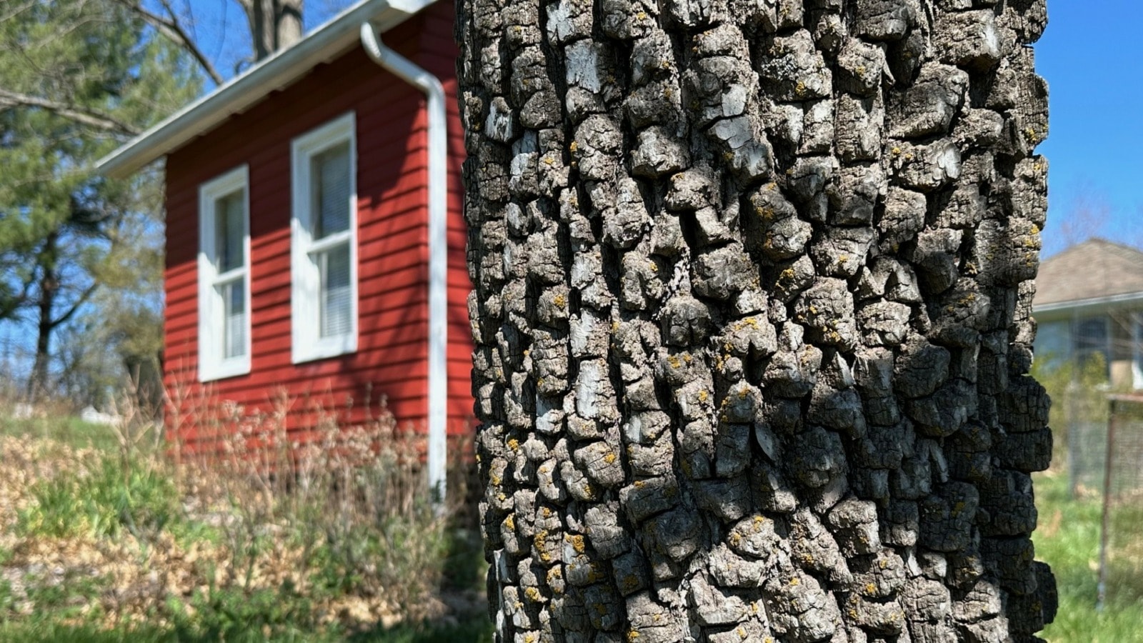 A native Missouri persimmon tree.