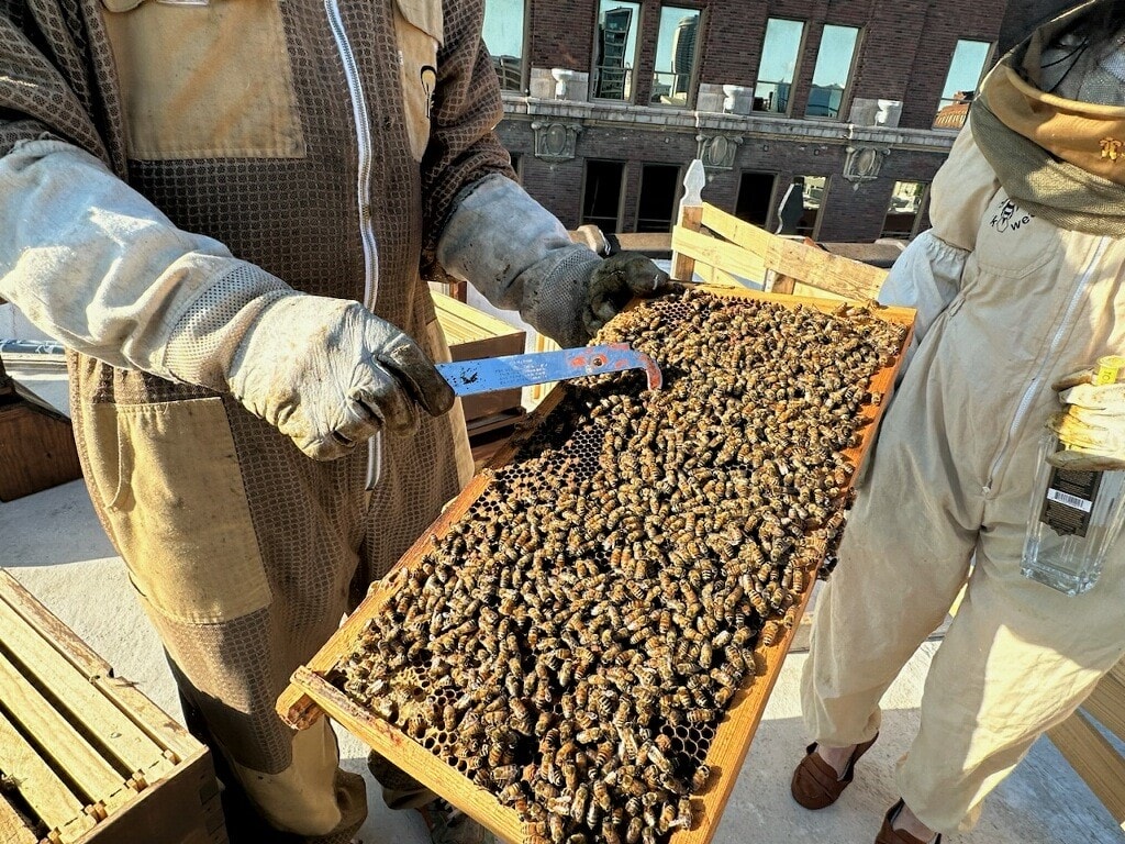 Some of the bees on the rooftop of Tom's Town Distilling Co.