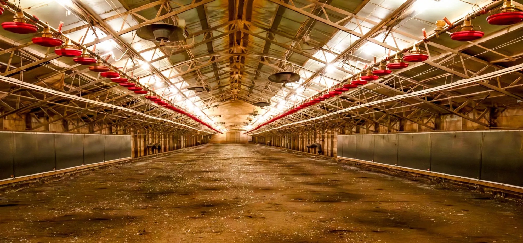 Image - Early Morning Calls. Barren Chicken Barns. Millions in Debt.