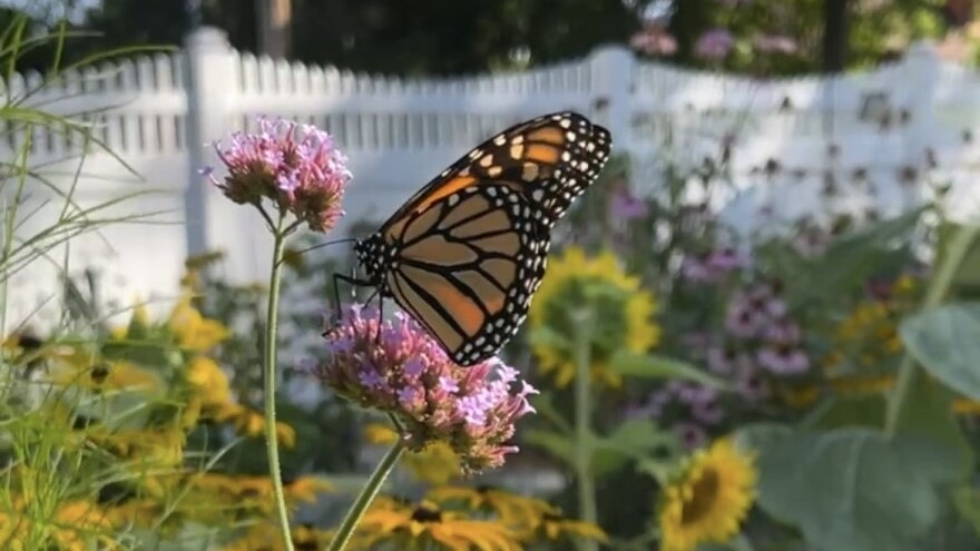 A monarch butterfly rests on a flower in Denise Whitebread Fanning's backyard.
