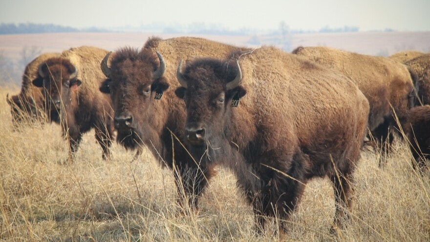 Bison on a ranch in Kansas.